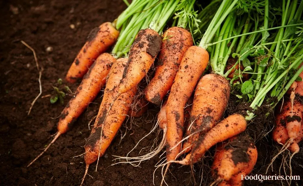organic carrots From farm